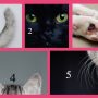 【深層心理テスト】ネコ好き必見！ネコのどの部分が好きですか？