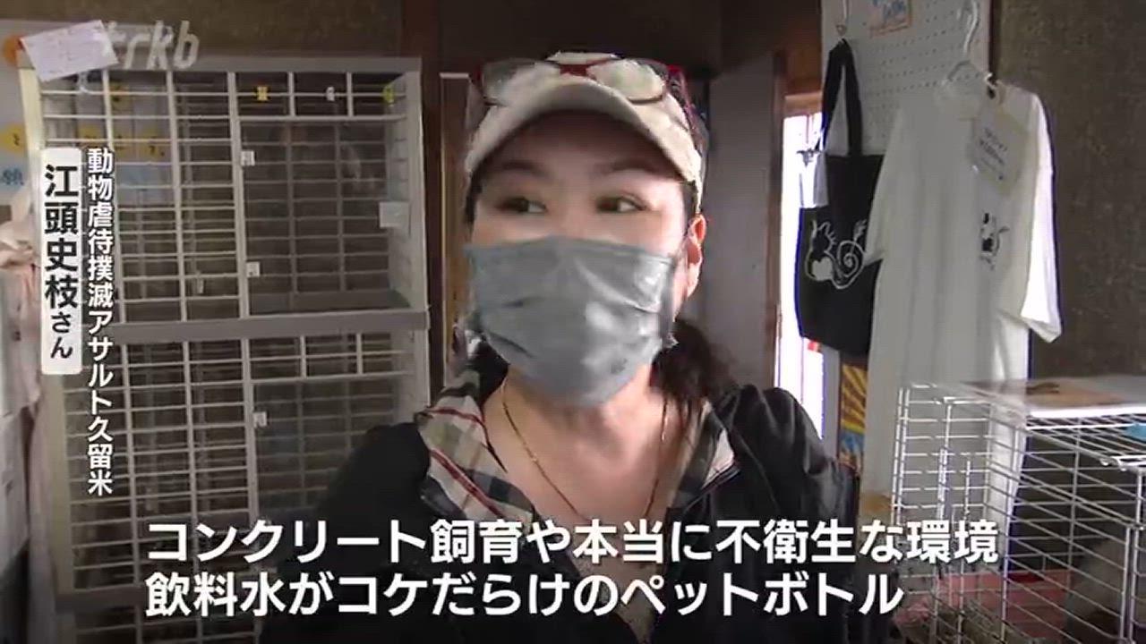 痩せ細り糞便だらけ、奇形、多頭飼育崩壊…小学校のウサギ小屋のおぞましい現実、そもそも飼うのが難しい→相次ぐ「保護」→学校単位の飼育は限界なのか？【R調査班】（RKB毎日放送） - Yahoo!ニュース