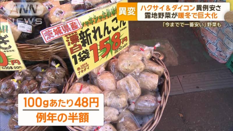 白菜、大根、蓮根が異例の安さに、買っていますか？