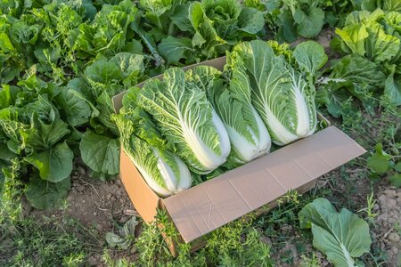 愛知県の住宅街で発見された「野菜の無人販売所」　ワイルドすぎる販売方法に目を疑う（LIMO） - Yahoo!ニュース