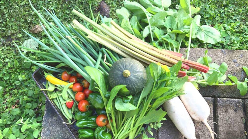 【家庭菜園経験者】総合的にみて「野菜を買う」vs「育てる」どちらがお得でしたか？