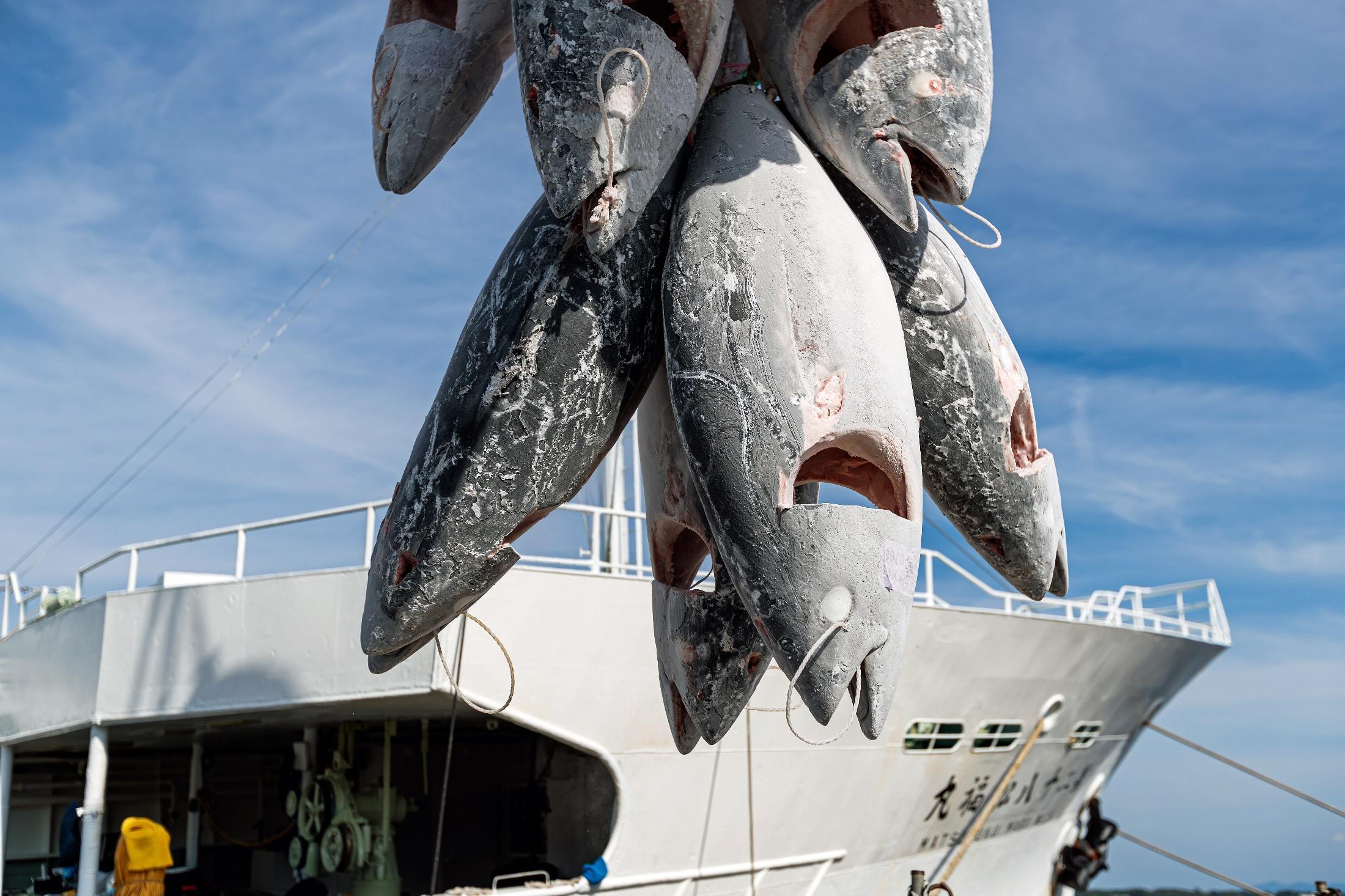 「人気隠れ1位」高級魚ミナミマグロの価格急落、ほとんどの漁船が赤字に（時事通信） - Yahoo!ニュース