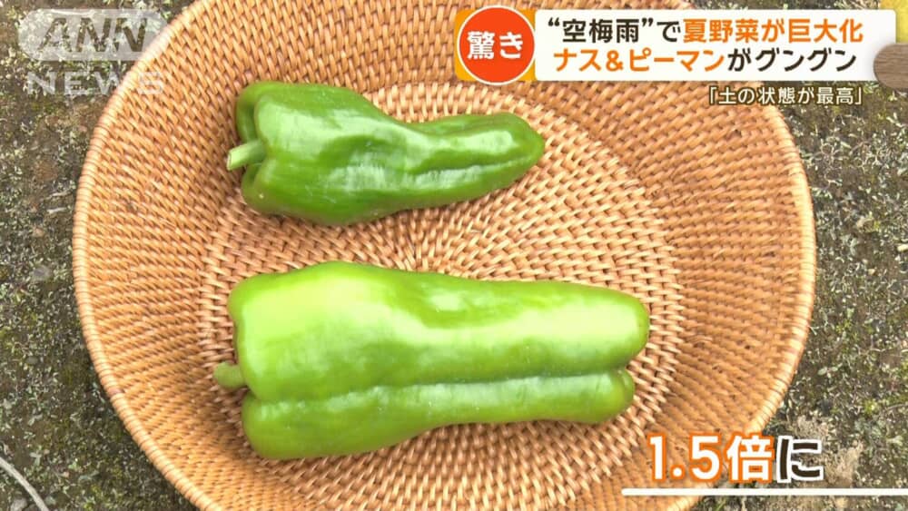 【夏野菜がお得！】野菜メインの食事になりそうですか？