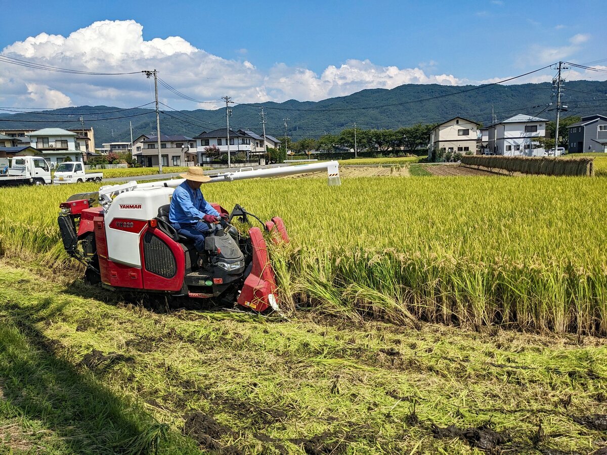 米が高すぎる「元の価格に戻ることはないのでは」 続く米不足 石破首相に専門家は「減反」見直しを期待（AERA dot.） - Yahoo!ニュース