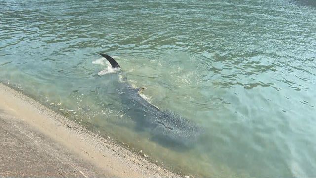 【速報】岩松川に現れたジンベエザメ死ぬ 10月まで海遊館で飼育の「海くん」と判明（南海放送） - Yahoo!ニュース