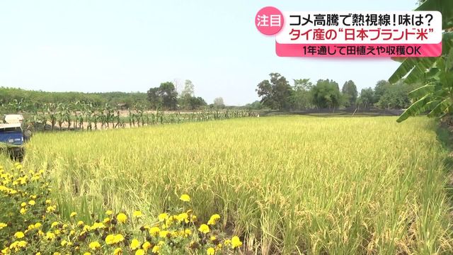 コメ高騰で外国産米に注目　1年通じて田植えや収穫OK…タイ産の“日本ブランド米”その味は？（日テレNEWS NNN） - Yahoo!ニュース