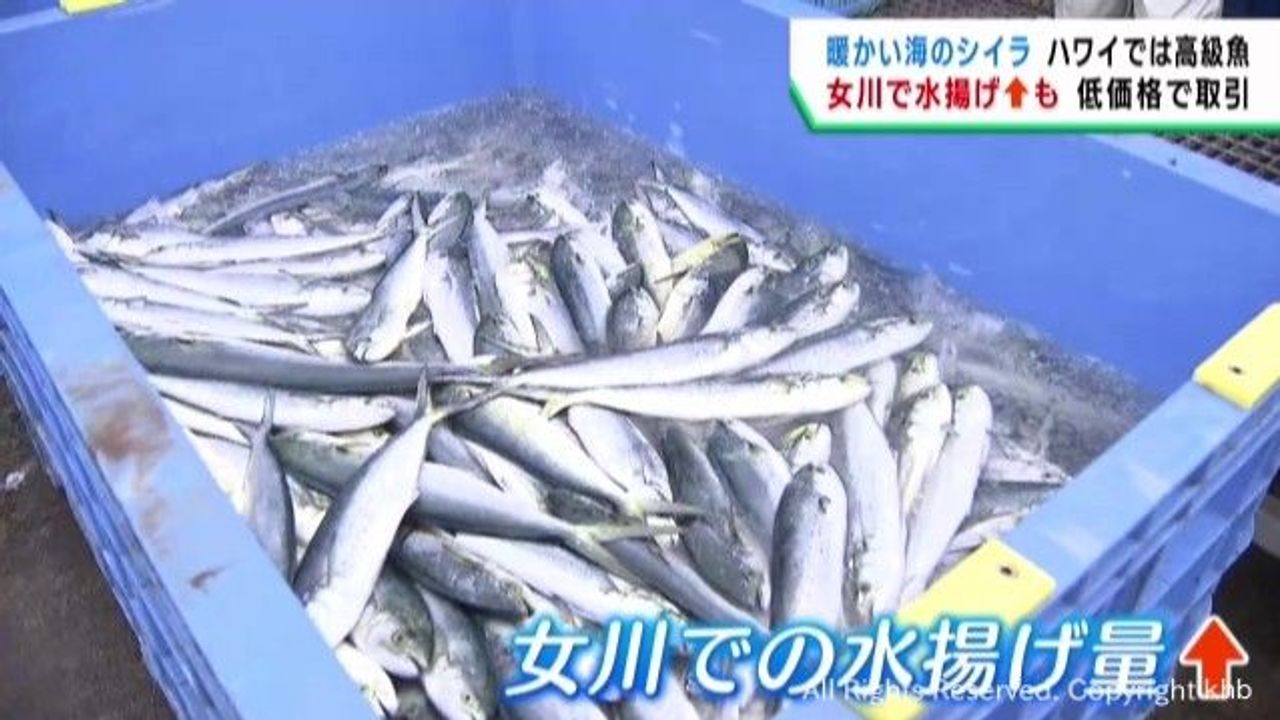 異変 宮城の海にハワイの高級魚増 - Yahoo!ニュース