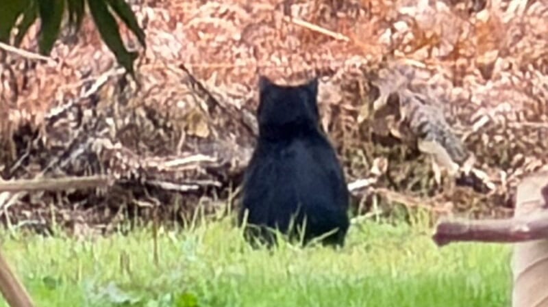 「くまちゃんいた」2歳園児が発見