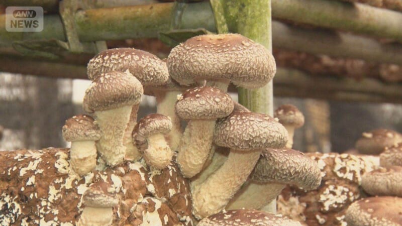 食用でも「シイタケ皮膚炎」注意