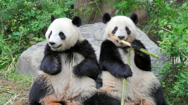 上野の双子パンダ 1月末中国返還