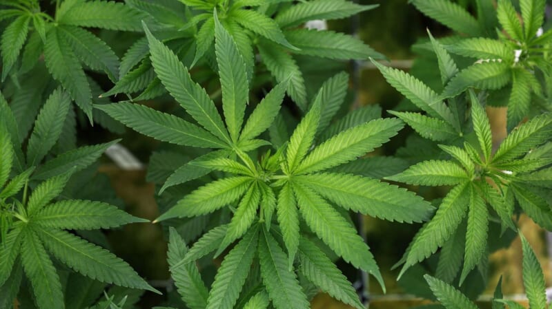 トランプ氏 大麻の規制緩和に署名