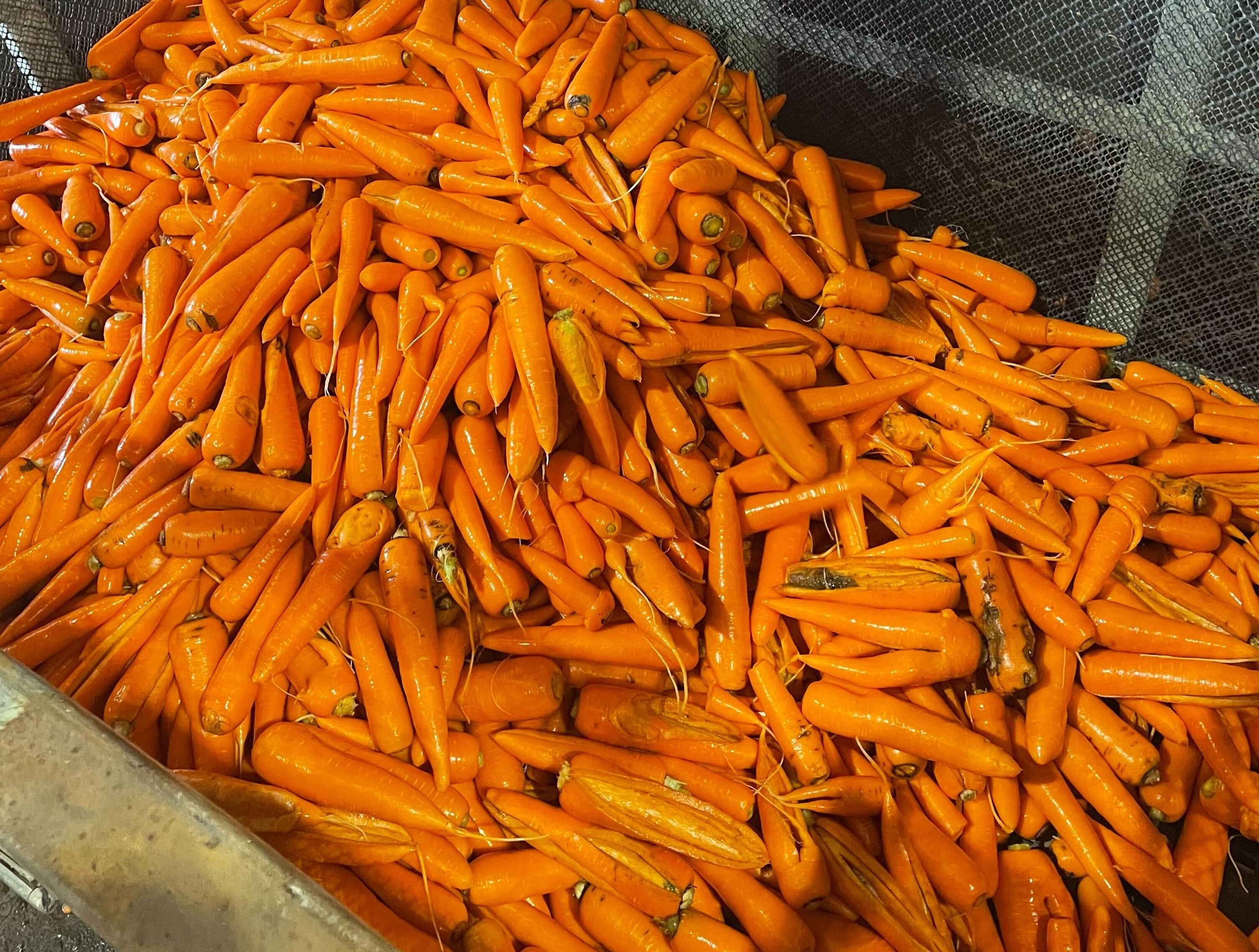 猛暑の影響で廃棄直前【もったいないにんじん・じゃがいも】店頭袋詰め販売実施 個性的な形の野菜を見て知っておいしく食べて 理解深めて畑のフードロスを削減